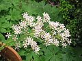 Saxifraga cotyledon inflorescence