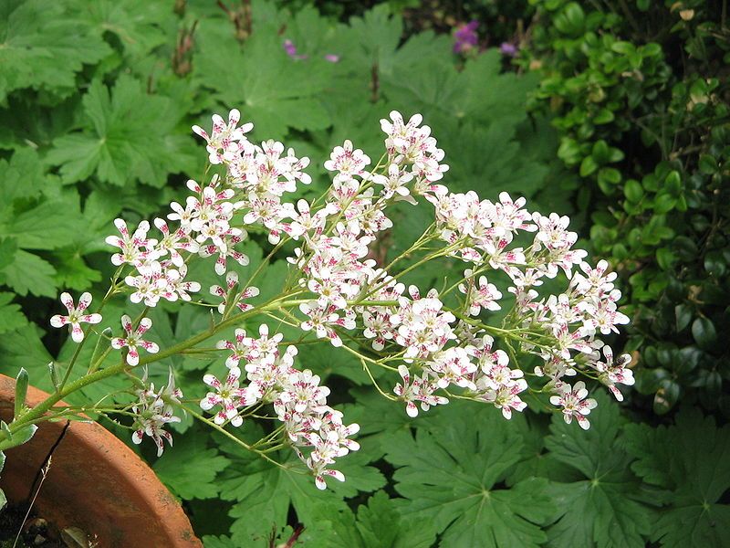 File:Saxifraga cotyledon03.jpg