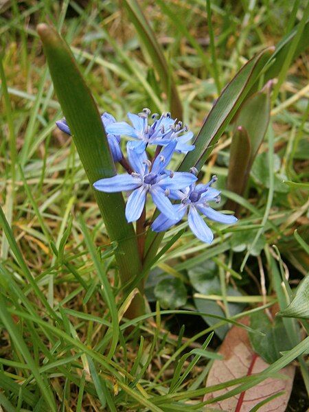 File:Scilla bifolia007.jpg