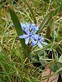 Scilla bifolia