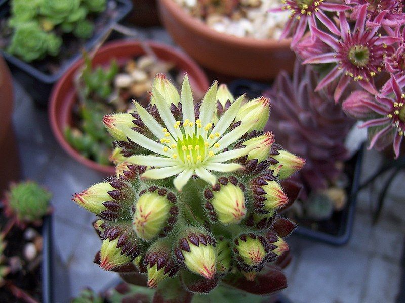 File:Sempervivum Pittoni (5849673066).jpg