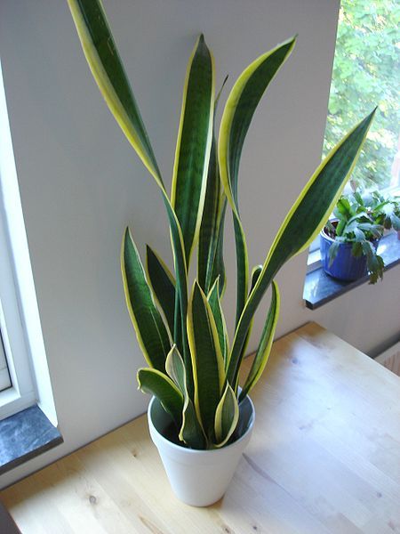 File:Snake plant.jpg