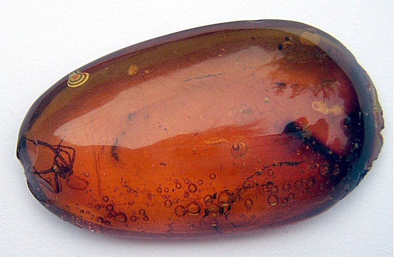 File:Spider in amber.jpg