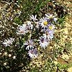 Symphyotrichum carnerosanum