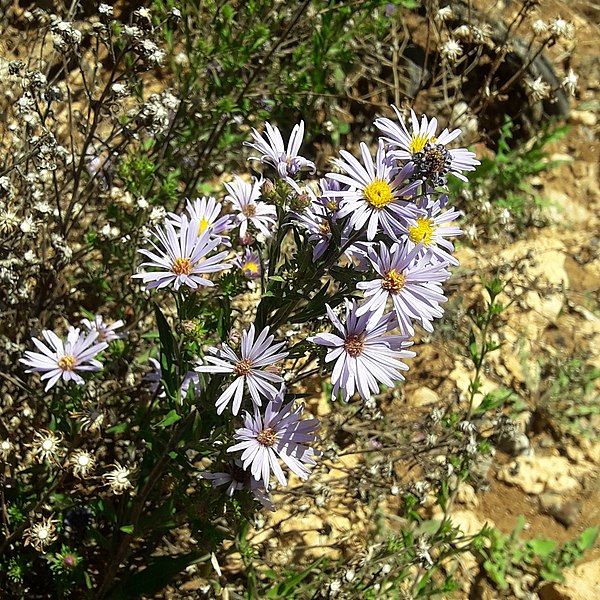 File:Symphyotrichum carnerosanum 137208712.jpg