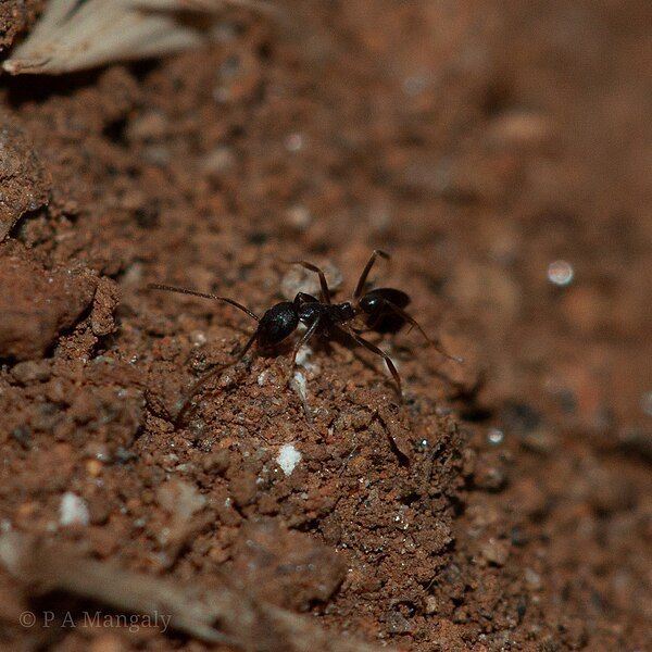 File:Tapinoma-onaele-Idukki-Kerala-1.jpg