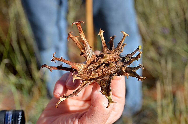 File:Teufelskralle (Harpagophytum procumbens).jpg