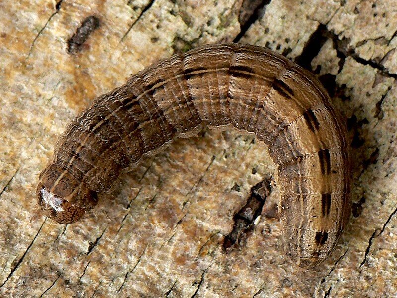 File:Thalpophila matura larva.jpg