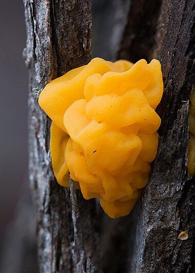 Tremella mesenterica