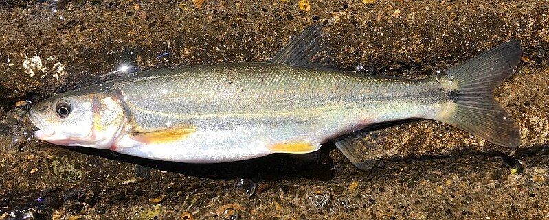 File:Umpqua Pikeminnow.jpg