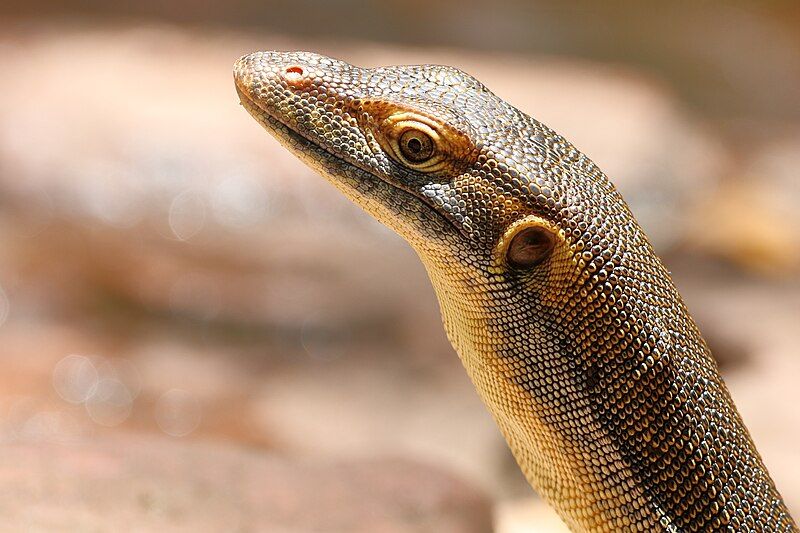 File:Varanus mertensi 3238.jpg