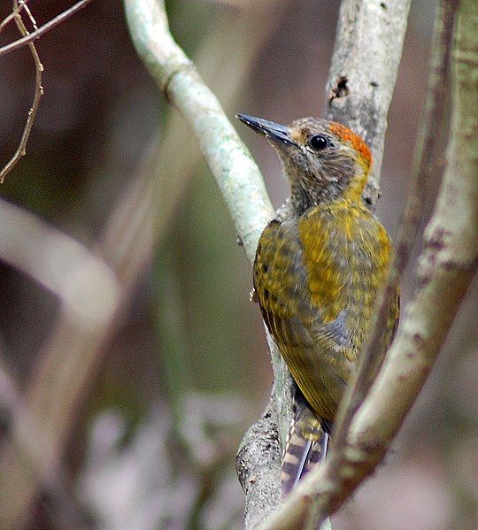 File:Veniliornis maculifrons-2.jpg