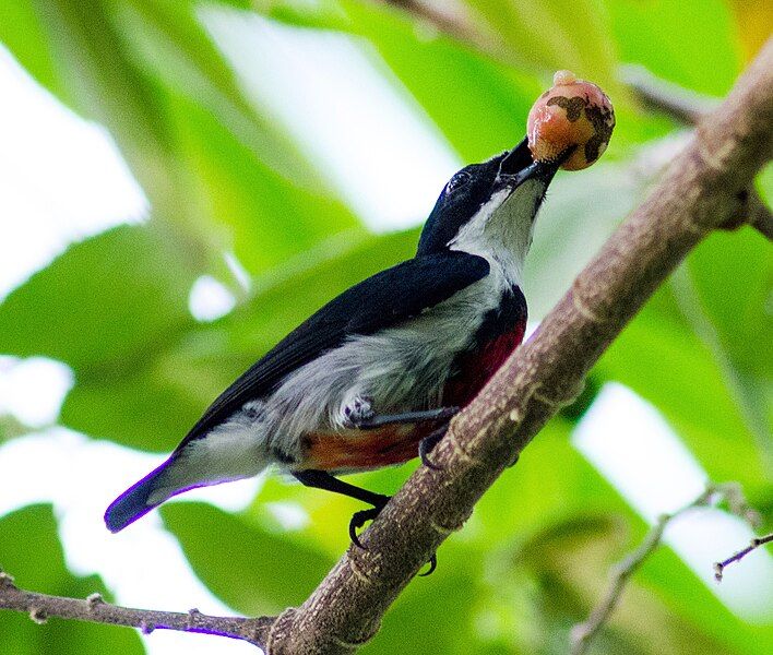 File:Visayan Flowerpecker (14390465650).jpg