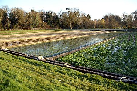 Watercress beds in Warnford near the River Meon