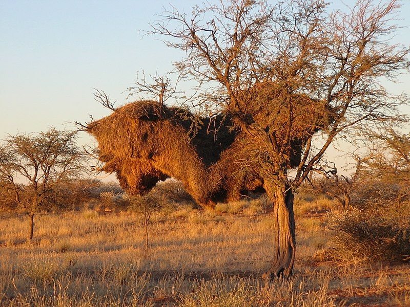 File:Webervogelnst Auoblodge.JPG