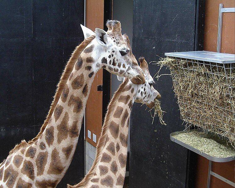 File:Wellington Zoo Giraffe5.JPG