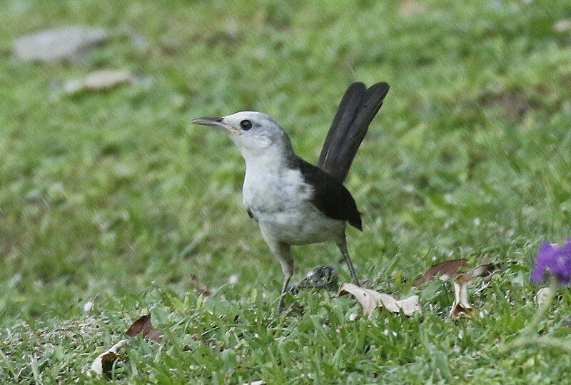 File:White-headed Wren.jpg