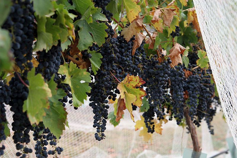 File:Wine grapes05.jpg