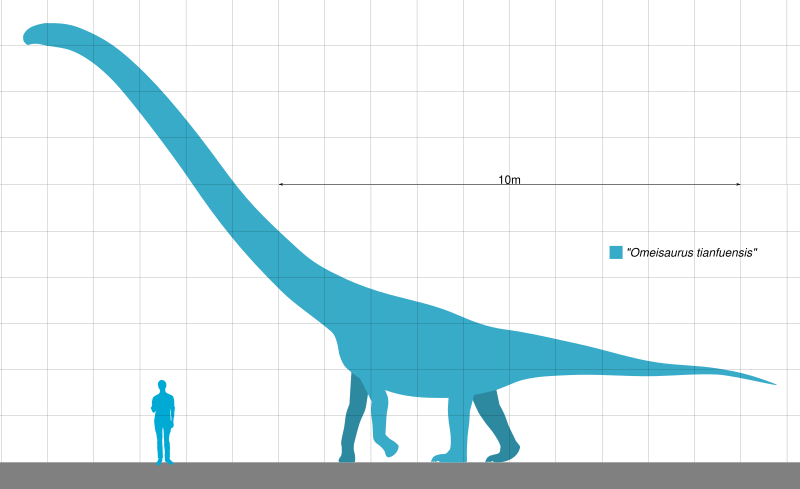 File:"Omeisaurus" tianfuensis Scale.svg