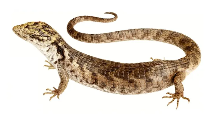 File:Abronia cunemica.webp