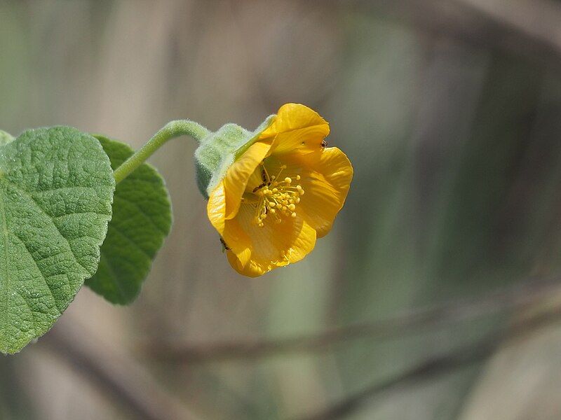 File:Abutilon guineense 1.jpg