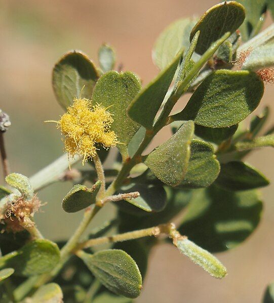 File:Acacia monticola flower.jpg