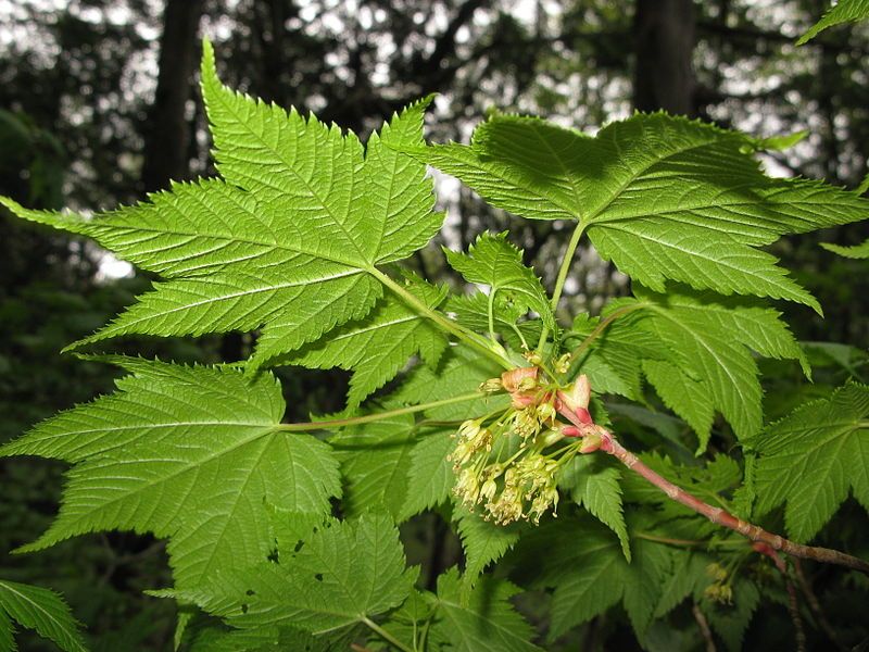 File:Acer argutum 1.JPG