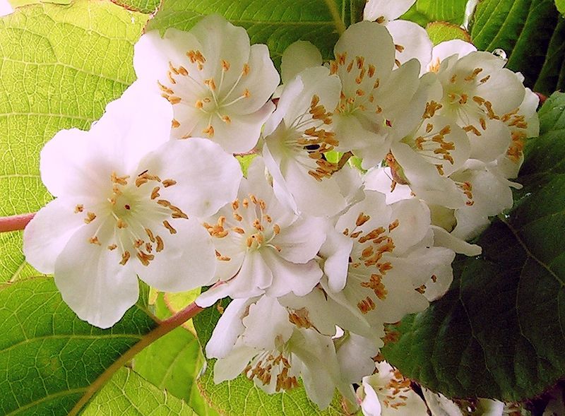 File:Actinidia kolomikta20090612 185.jpg