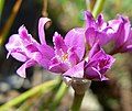 Allium crispum