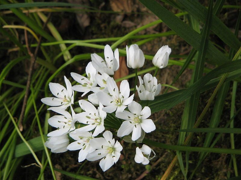 File:Allium neapolitanum02.jpg