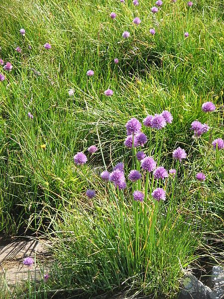 File:Allium schoenoprasum001.jpg