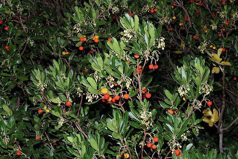 File:Arbutus unedo (49106840476).jpg