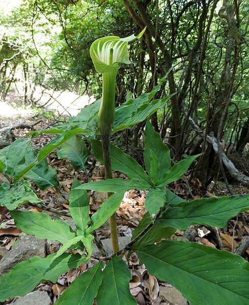 File:Arisaema angustatum.jpg