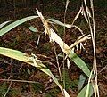 Blooming Arundinaria gigantea bamboo in Gadsden Co. Florida.