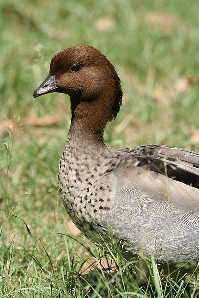 File:Australian Wood Duck.jpg