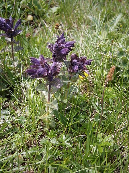 File:Bartsia alpina02.jpg