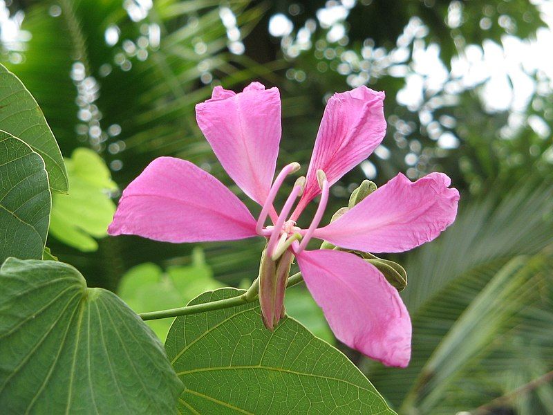 File:Bauhinia blakeana1.JPG