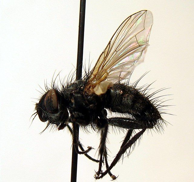 File:Blepharomyia pagana 01.jpg