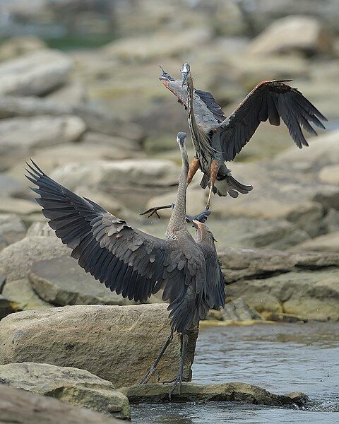 File:Blue heron.1.jpg