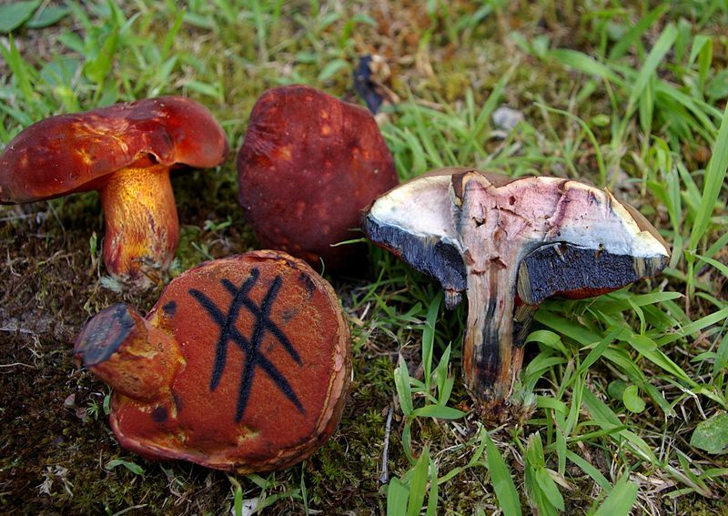 File:Boletus rubroflammeus 96301.jpg