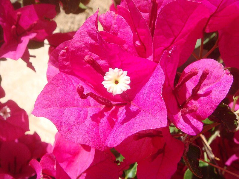 File:Bougainvillea-glabra-20080405.JPG