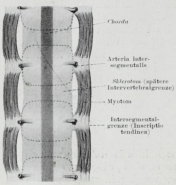 File:Braus 1921 6.png