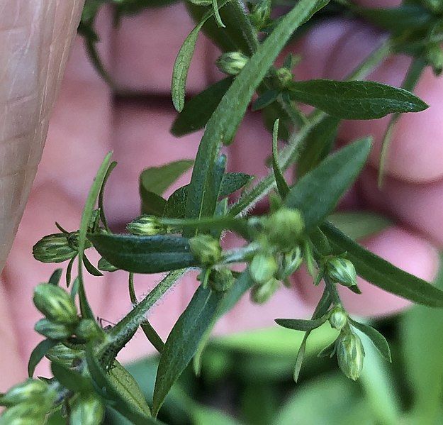 File:Budding calico aster.jpg