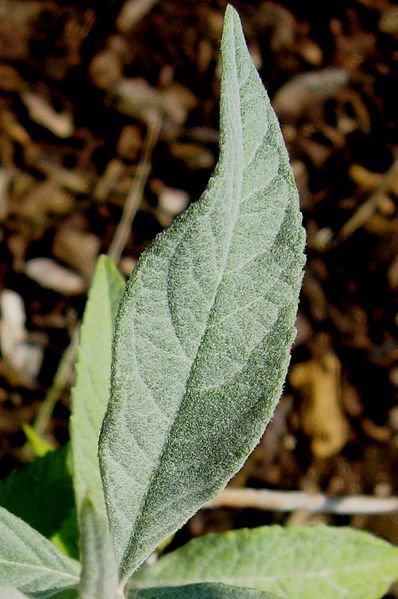 File:Buddleja fallowiana leaf.jpg