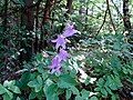 Forest flower in Bulgarka Nature Park