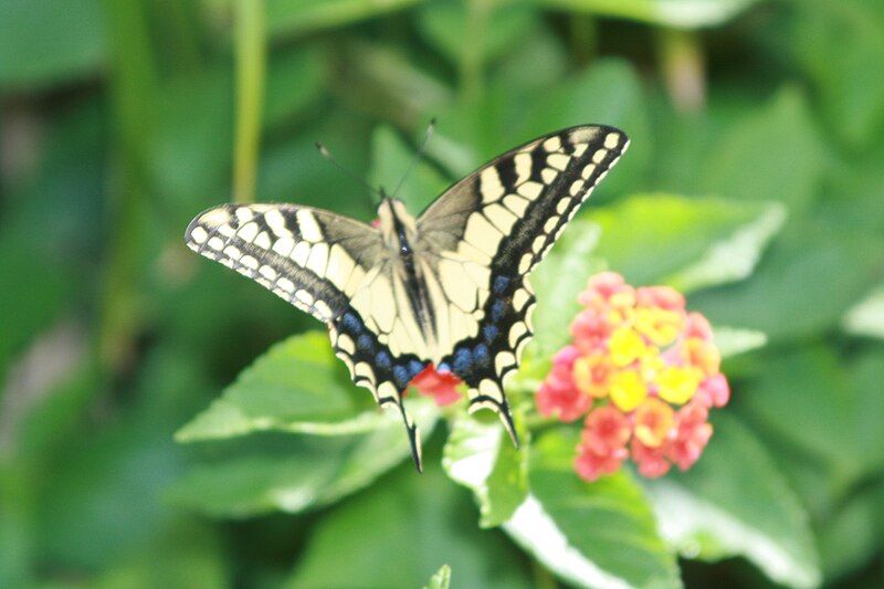 File:Butterfly sicily.JPG