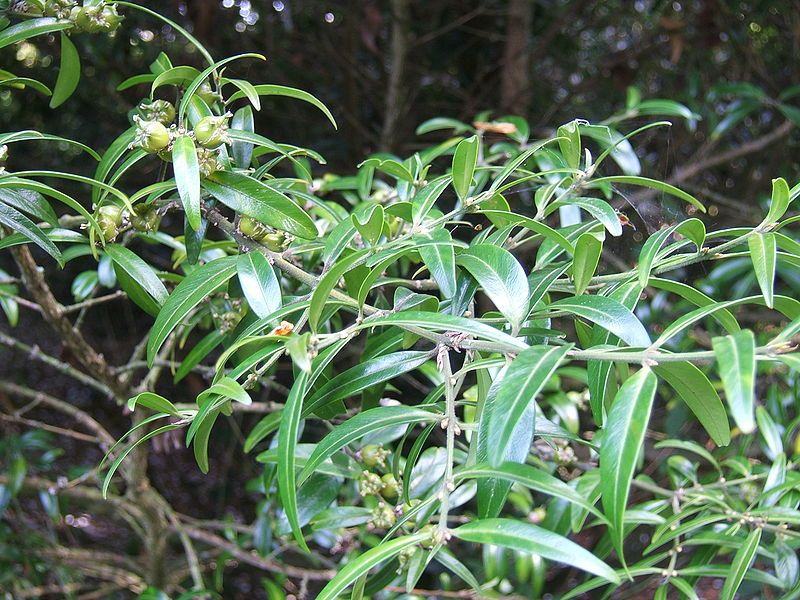 File:Buxus wallichiana.jpg