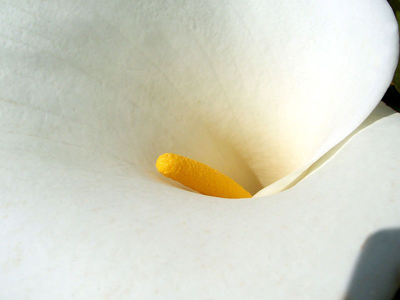 File:Calla lily closeup.jpg