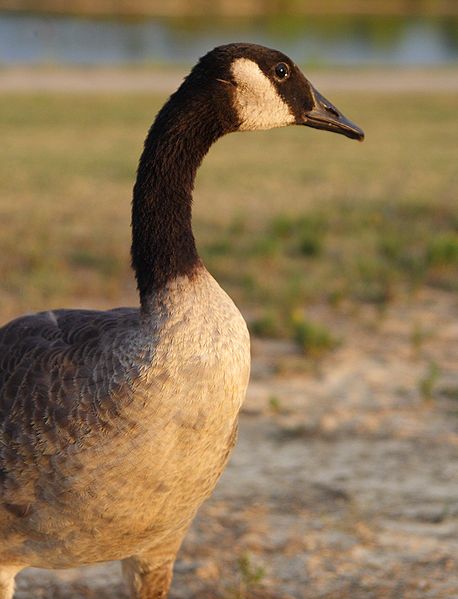 File:Canada goose2 thegreenj.jpg