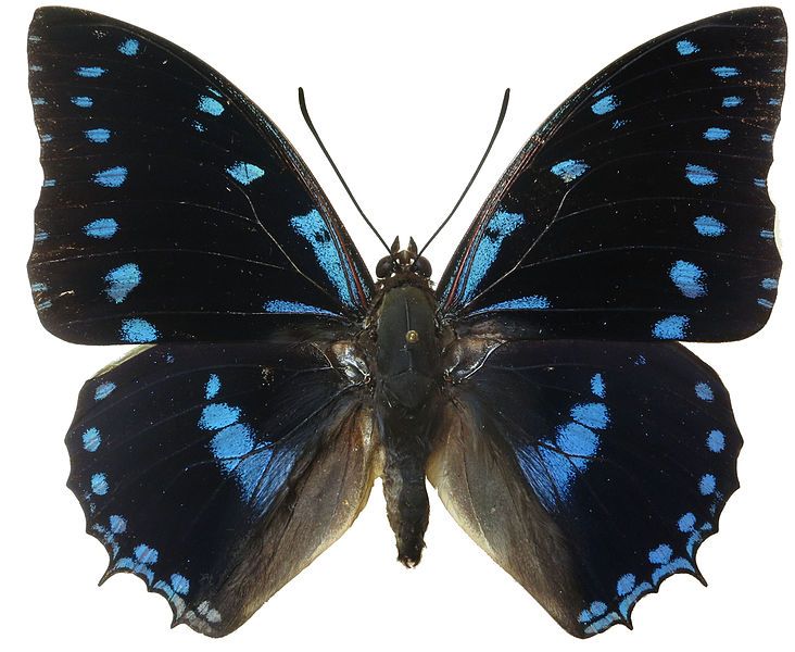 File:Charaxes ameliae male.jpg